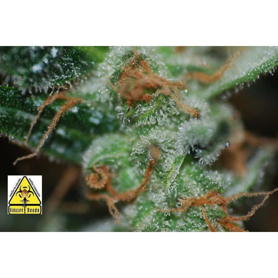 Biohazard Seeds - Auto Somachigun (auto/fem.)