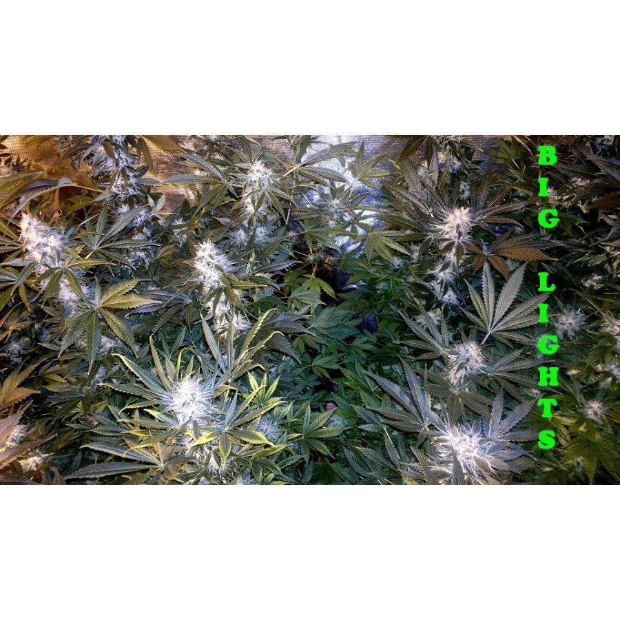 Biohazard Seeds - Big Lights (fem.)