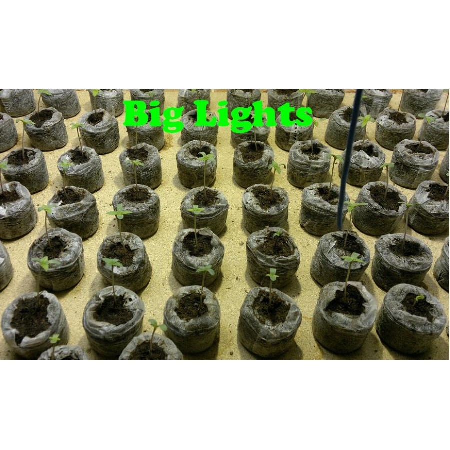 Biohazard Seeds - Big Lights (fem.)