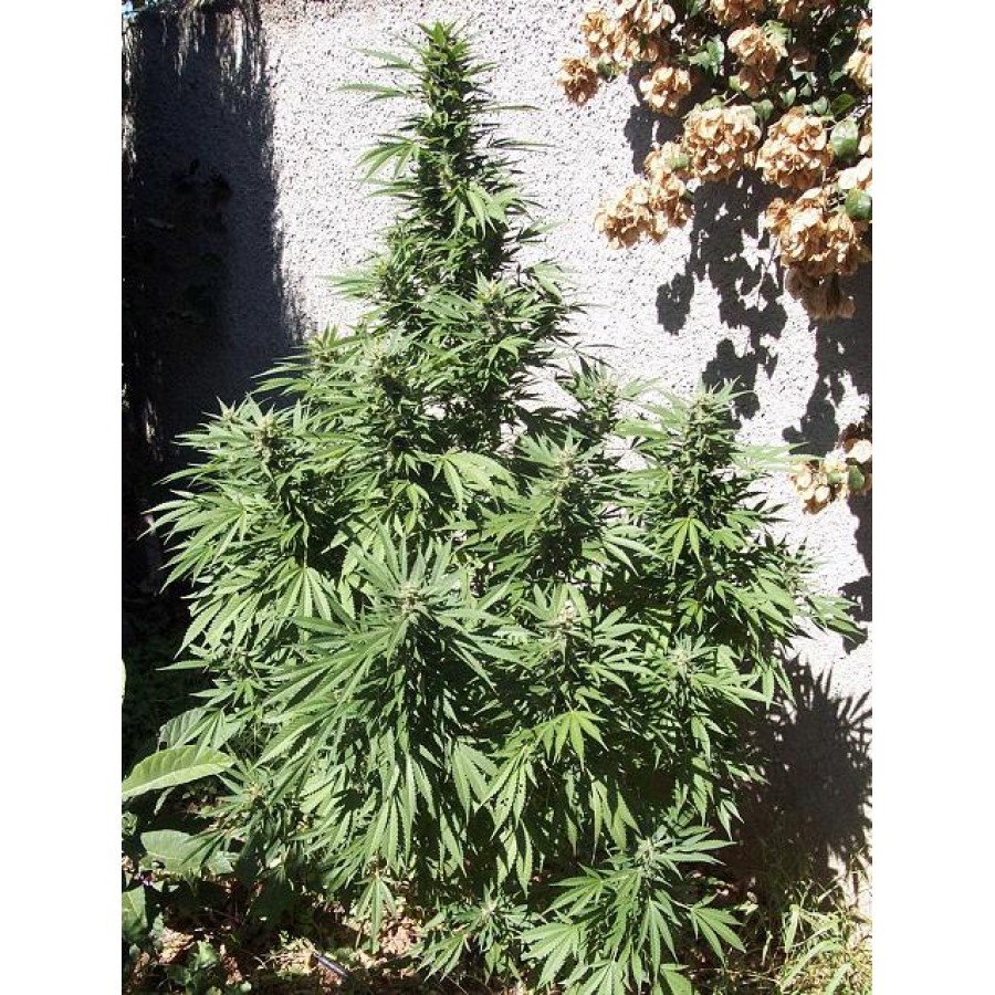 Biohazard Seeds - Big Lights (fem.)