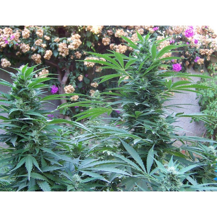 Biohazard Seeds - Criminal Jack (fem.)