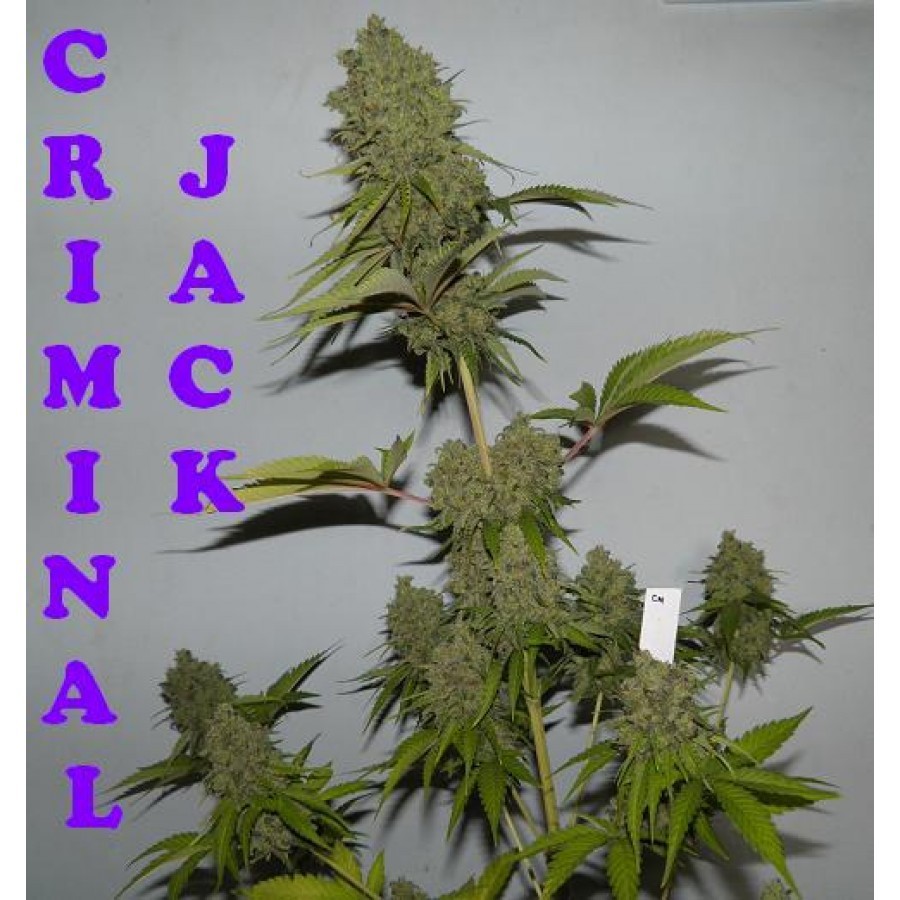 Biohazard Seeds - Criminal Jack (fem.)