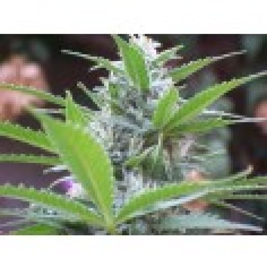 Biohazard Seeds - Criminal Jack (fem.)