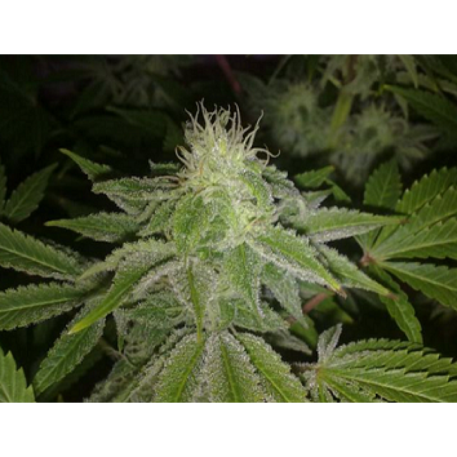 Biohazard Seeds - Criminal Jack (fem.)