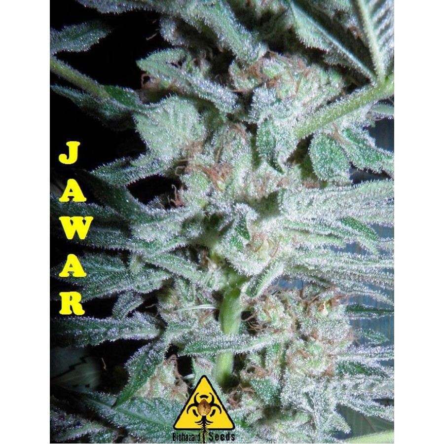Biohazard Seeds - Jawar (fem.)