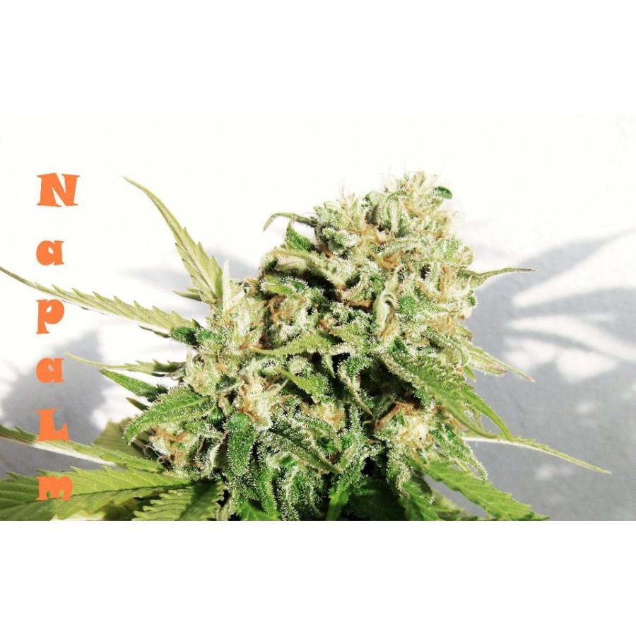 Biohazard Seeds - Napalm (fem.)