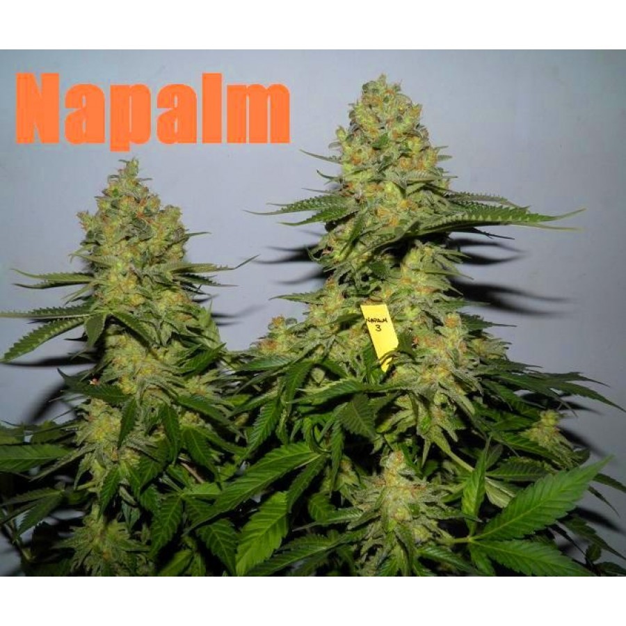 Biohazard Seeds - Napalm (fem.)