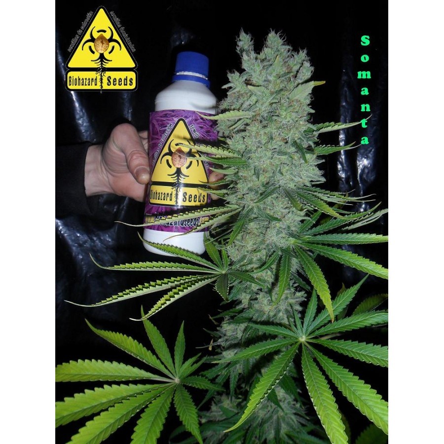 Biohazard Seeds - Somanta (fem.)