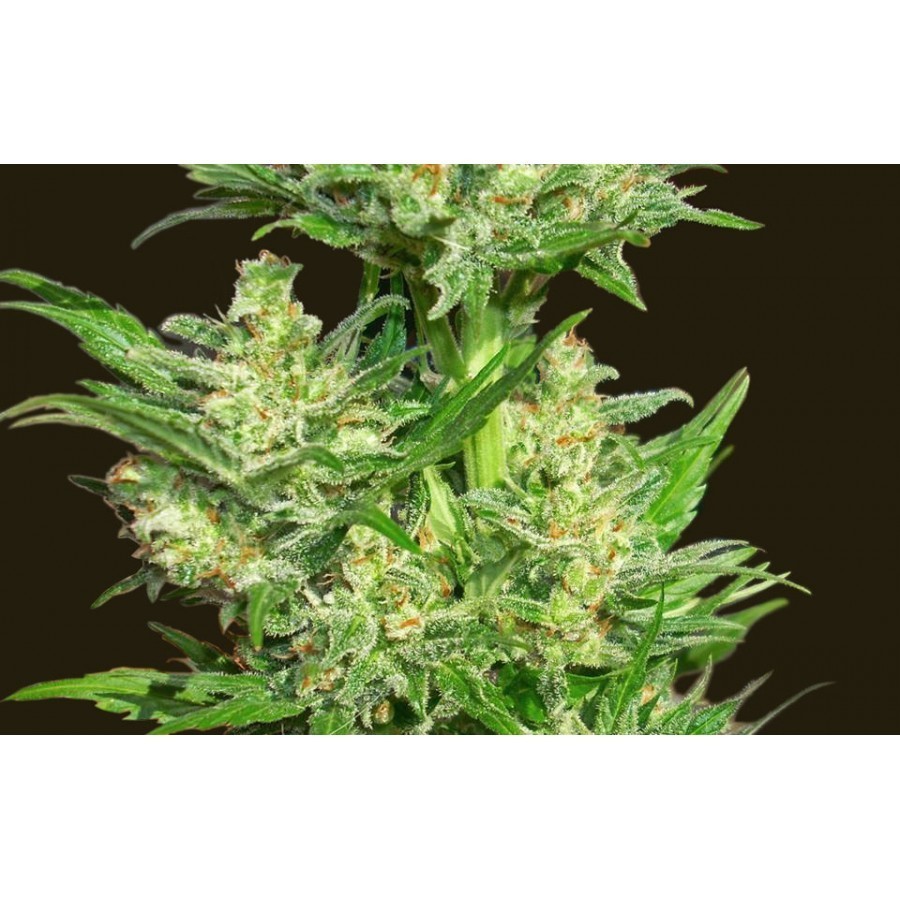 Biohazard Seeds - Auto Chingon (auto/fem.)