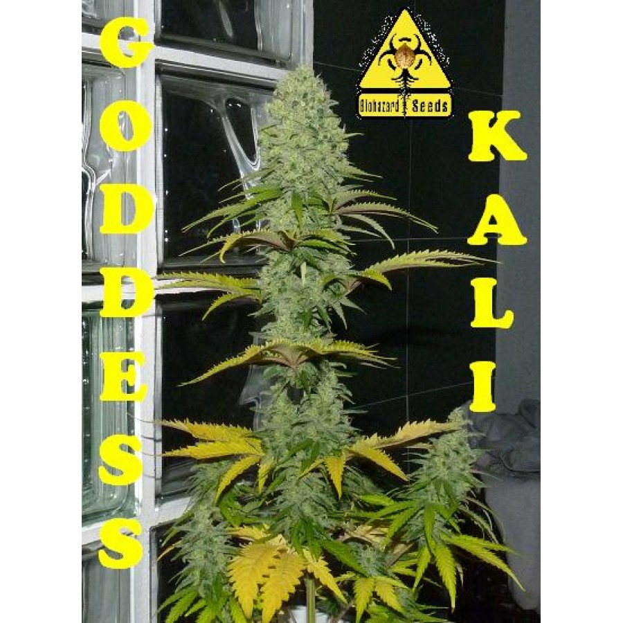 Biohazard Seeds - Goddess Kali (fem.)