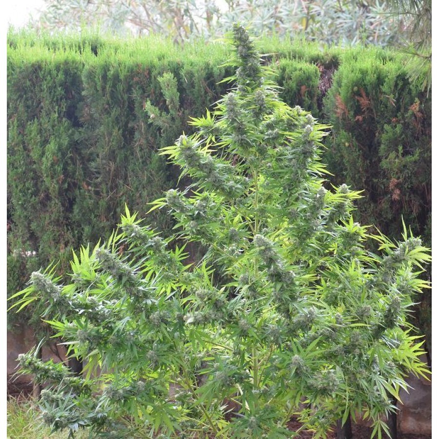 Biohazard Seeds - Goddess Kali (fem.)