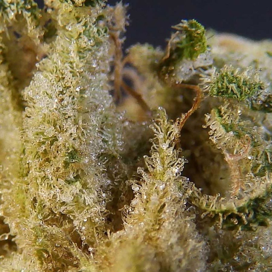 Biohazard Seeds - Psicotropic (fem.)