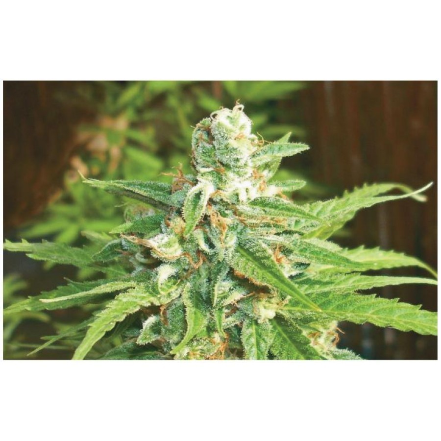 Biohazard Seeds - Auto Kratos (auto/fem.)