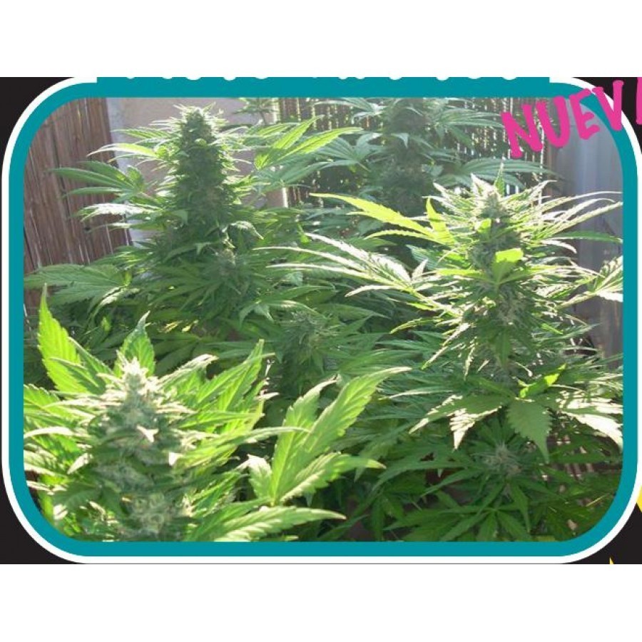 Biohazard Seeds - Auto Kratos (auto/fem.)