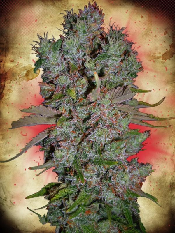 Ministry of Cannabis - Auto Blueberry Domina (auto/fem.)