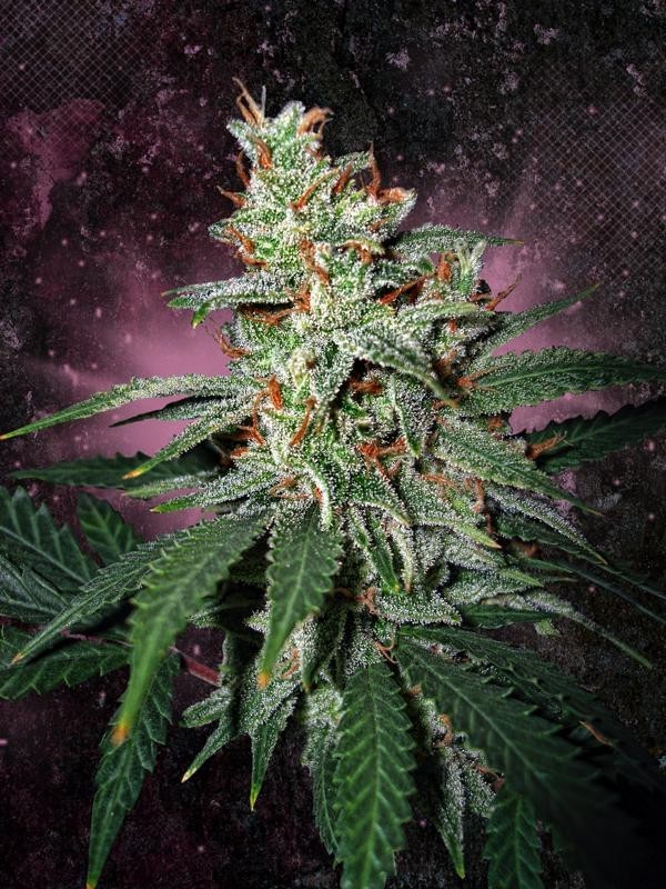Ministry of Cannabis - Carnival (fem.)