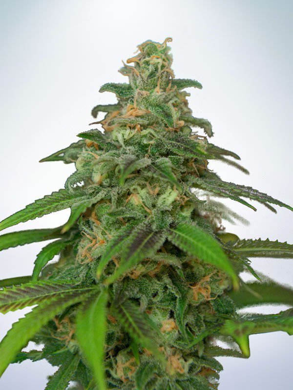 Ministry of Cannabis - Auto Mandarin Haze (auto/fem.)