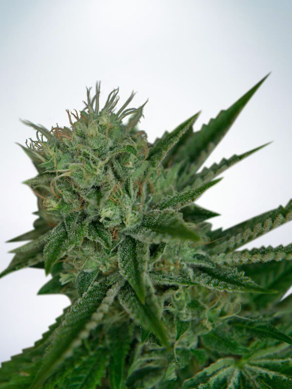Ministry of Cannabis - Auto Northern Lights (auto/fem.)