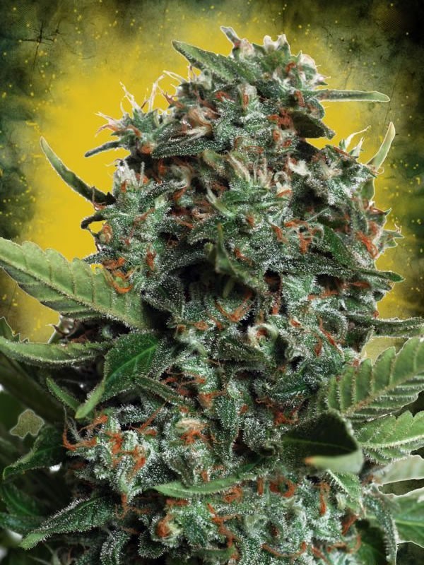 Ministry of Cannabis - Autopilot XXL (auto/fem.)