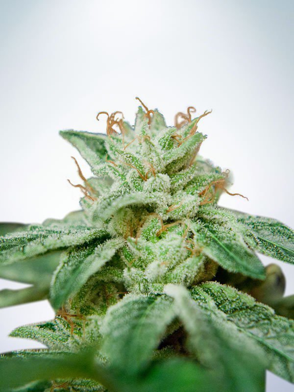 Ministry of Cannabis - CBD Star (fem.)