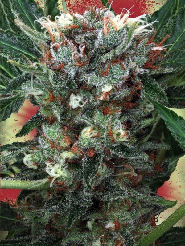 Ministry of Cannabis - Zensation (fem.)