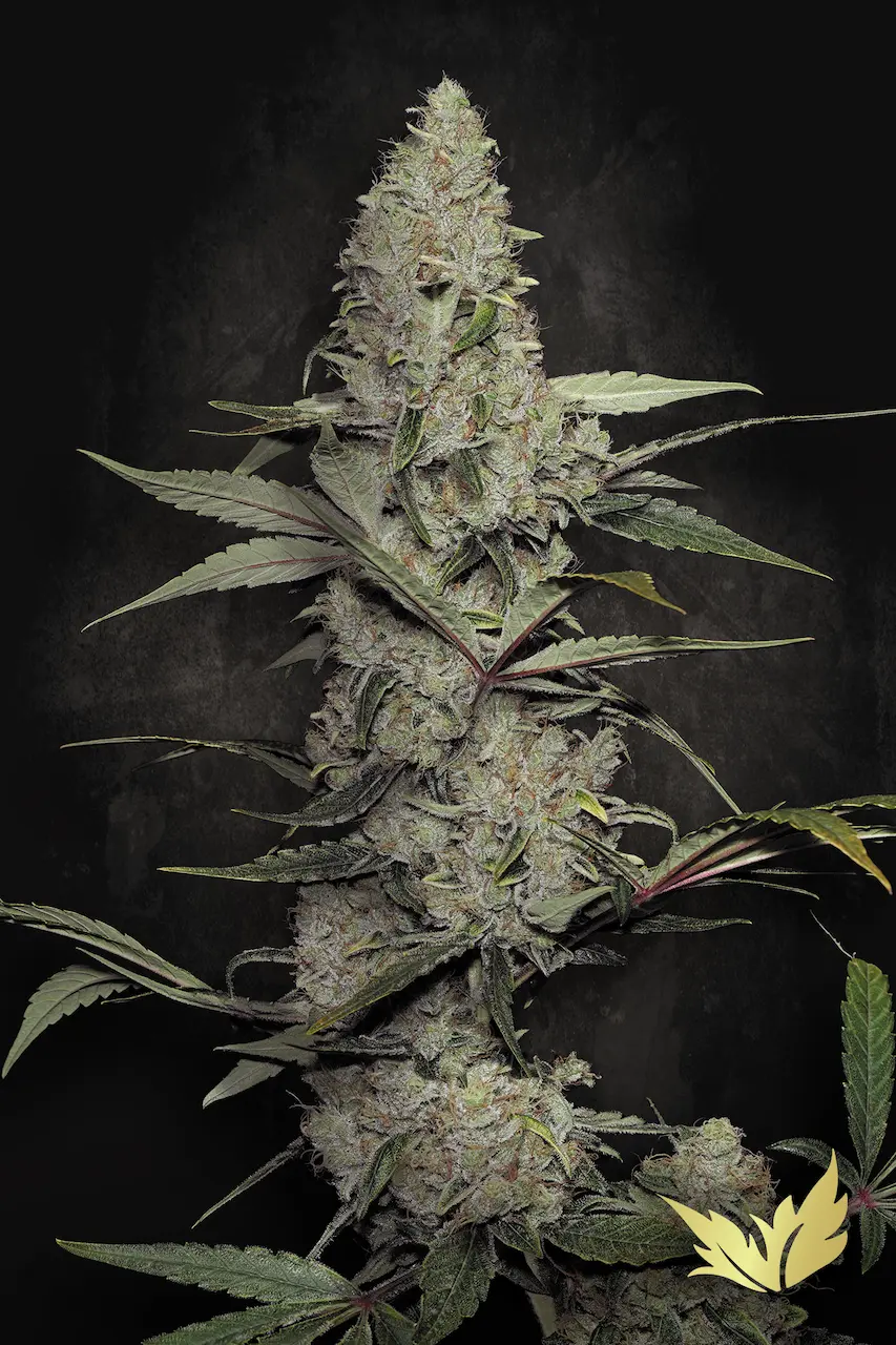 Paradise Seeds - Wappa (fem.) 🏆
