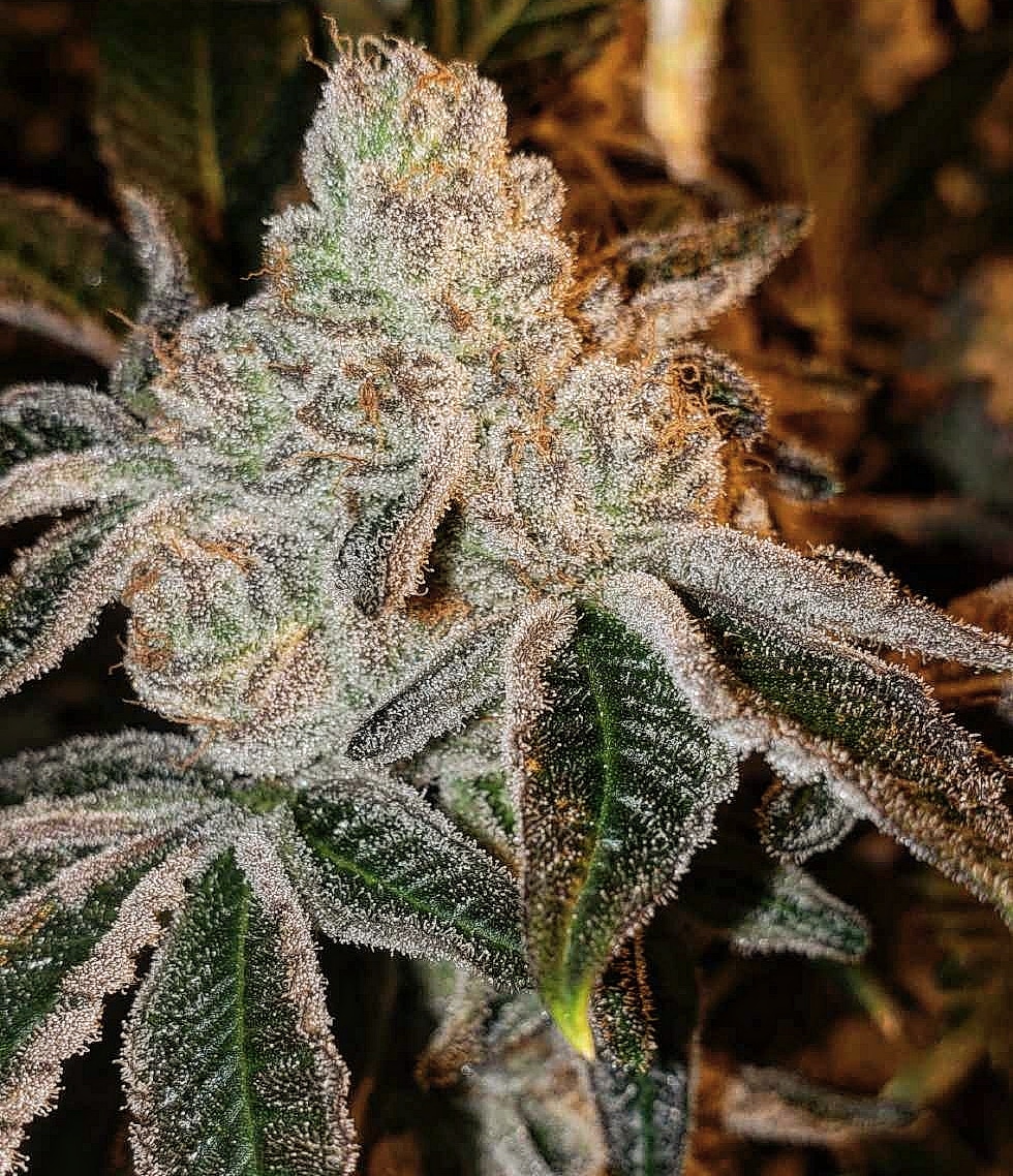 ETHOS Genetics - Johnny Dang R1 (fem.) 🇺🇸