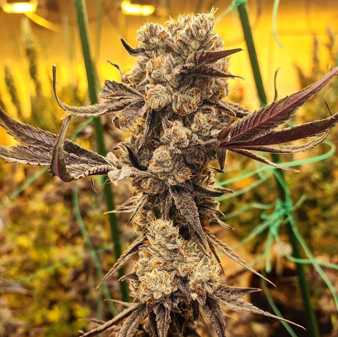 ETHOS Genetics - Dip N' Stax RBX1 (fem.) 🇺🇸