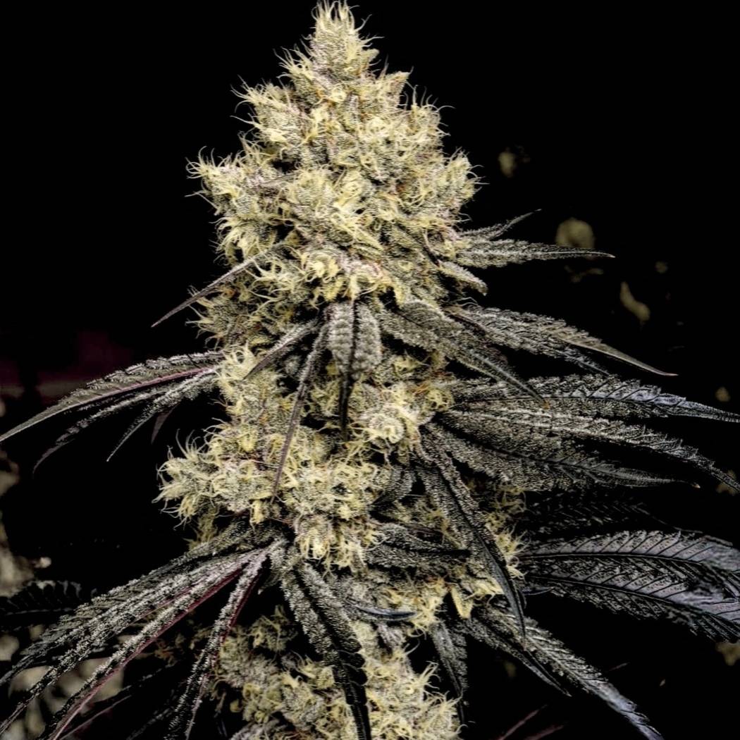 ETHOS Genetics - Pillows R1 (fem.) 🇺🇸