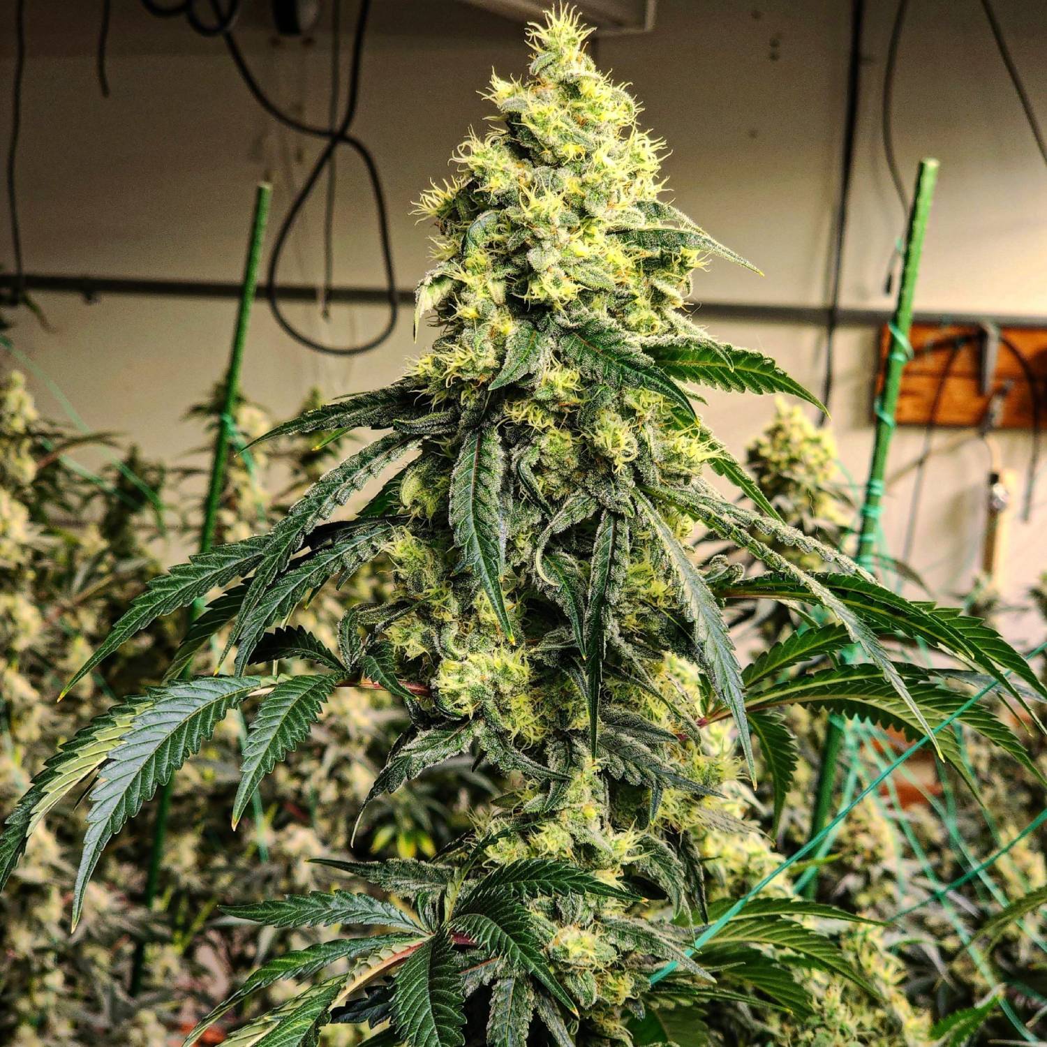 ETHOS Genetics - Sour G R1 (fem.) 🇺🇸