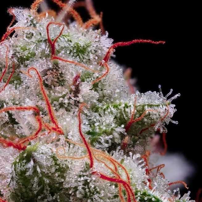 ETHOS Genetics - Peach Crescendo RF3 Auto (auto/fem.) 🇺🇸