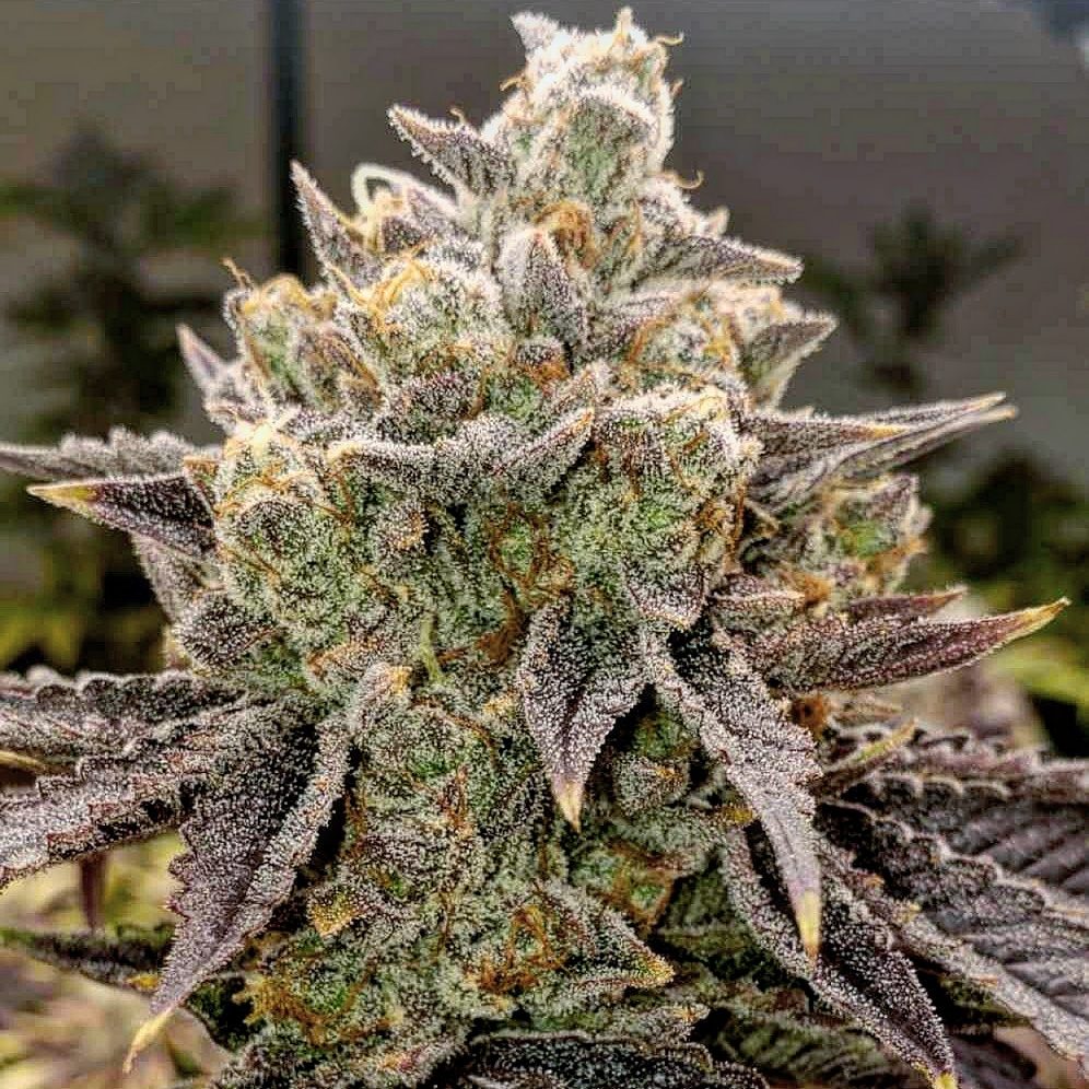 ETHOS Genetics - Bubble Gummy Auto (auto/fem.) 🇺🇸