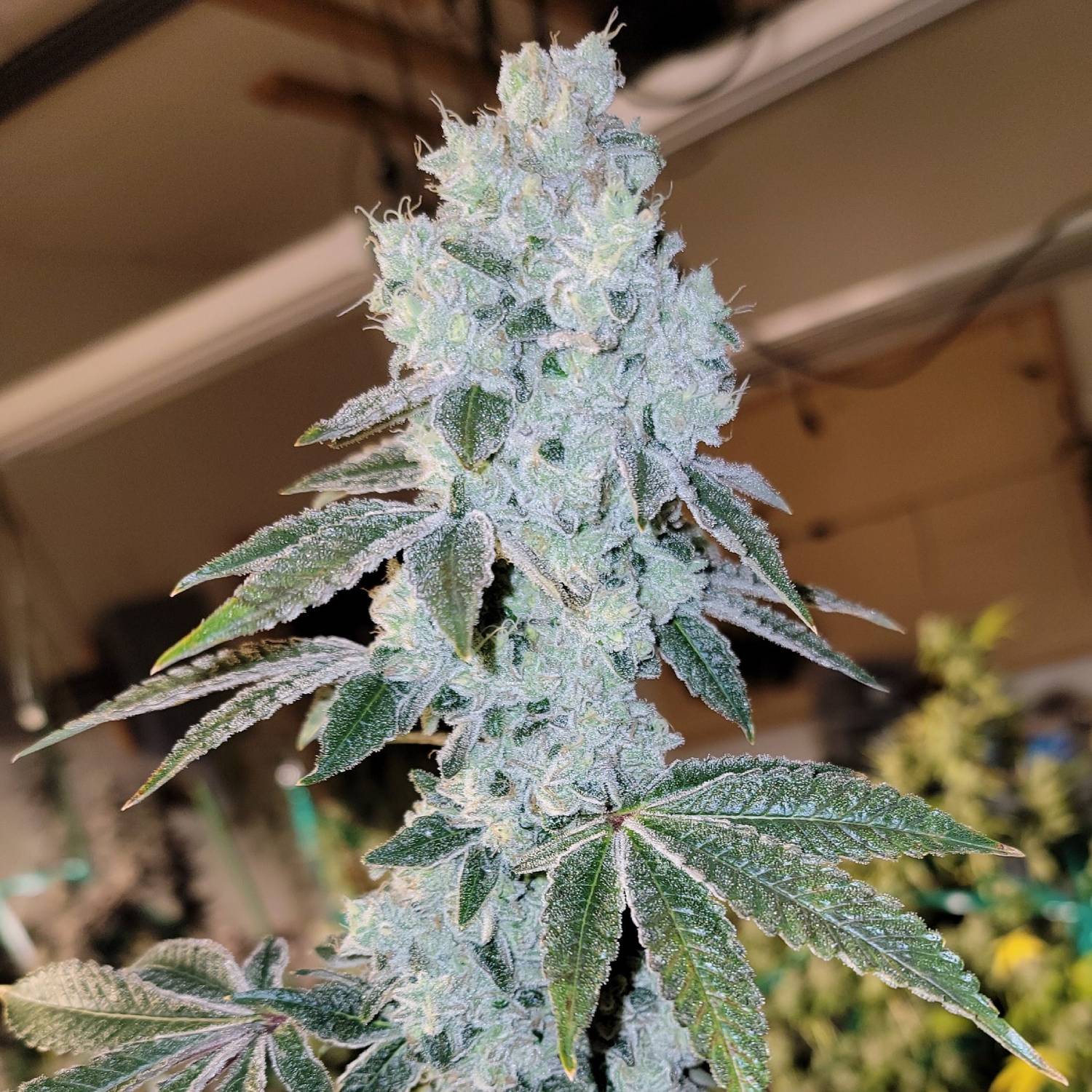 ETHOS Genetics - Voila Auto (auto/fem.) 🇺🇸