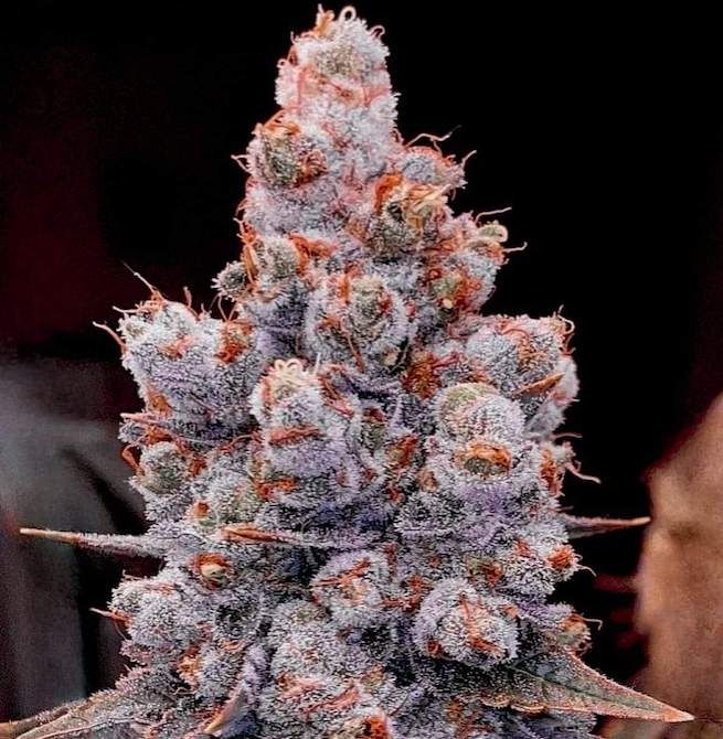 ETHOS Genetics - Banana Jealousy RF3 Auto (auto/fem.) 🇺🇸