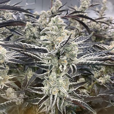 In House Genetics - Platinum Kush Breath Remix (fem.) In House Genetics - Platinum Kush Breath Remix (fem.)