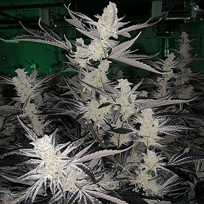 In House Genetics - Platinum Kush Breath Remix (fem.) In House Genetics - Platinum Kush Breath Remix (fem.)