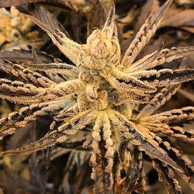 In House Genetics - Platinum Kush Breath Remix (fem.) In House Genetics - Platinum Kush Breath Remix (fem.)