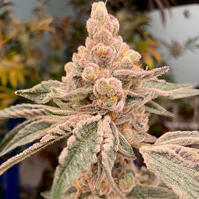 In House Genetics - Dream Candy (fem.) 10334