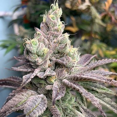 In House Genetics - Dream Candy (fem.)