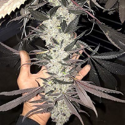In House Genetics - Cakes N Cream (fem.) 10335