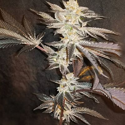 In House Genetics - 33rd Degree (fem.) 10336