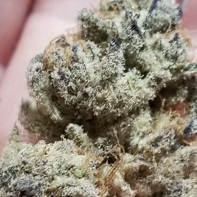 In House Genetics - Tacky Glue (fem.) 10339