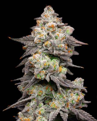 Cookies Seed Bank - Acai Grapes (fem.) 🇺🇸 10340