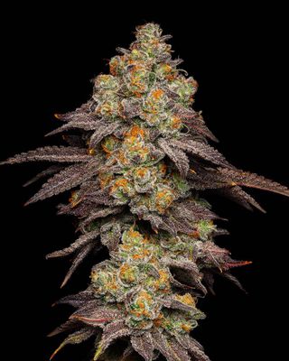 Cookies Seed Bank - Big Z (fem.) 🇺🇸 10341
