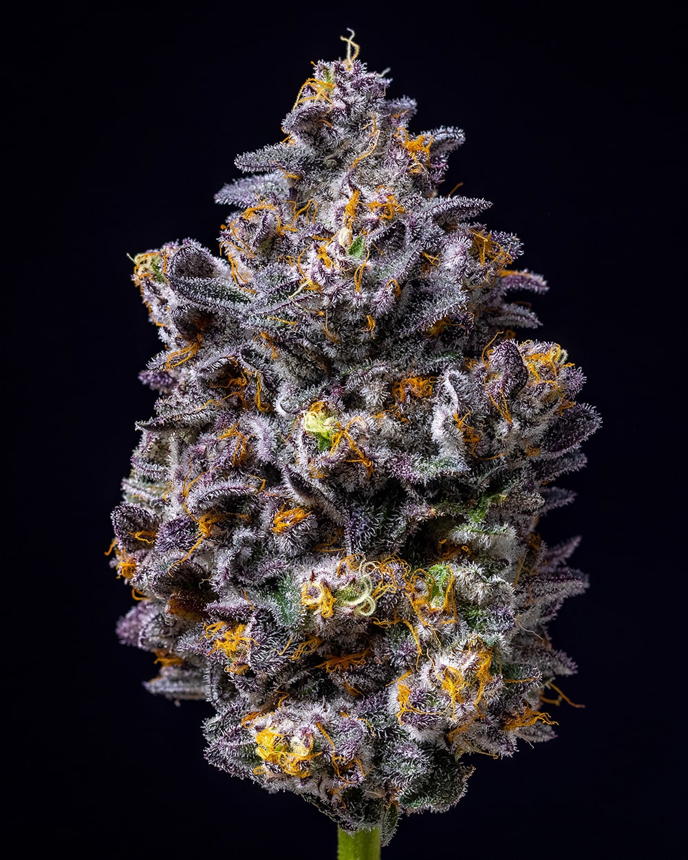 Cookies Seed Bank - Lemon Cherry Pop (fem.) 🇺🇸