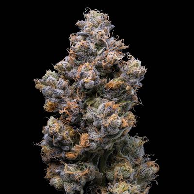 Cookies Seed Bank - Miami Yayo (fem.) 🇺🇸 10343