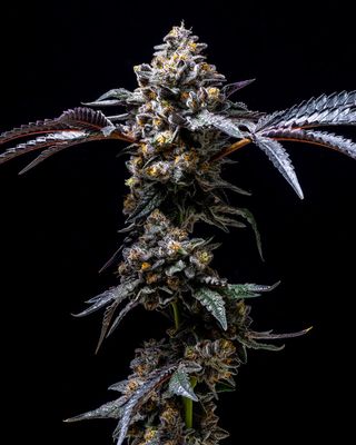 Cookies Seed Bank - Lemon Cherry Pop (fem.) 🇺🇸 10342