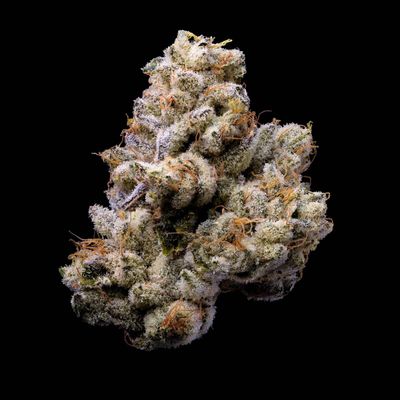Cookies Seed Bank - Orange Cake (fem.) 🇺🇸 10345