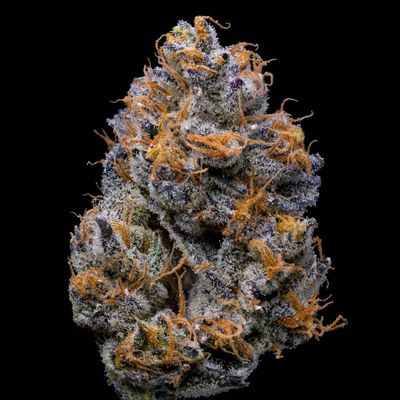 Cookies Seed Bank - Velvet Cream (fem.) 🇺🇸 10349