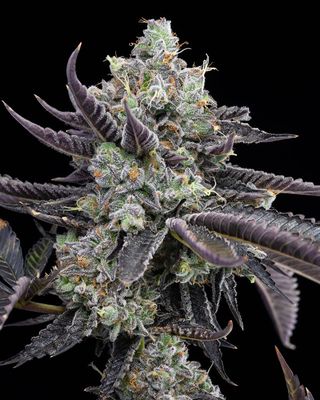 Cookies Seed Bank - Tie Die (fem.) 🇺🇸 10348